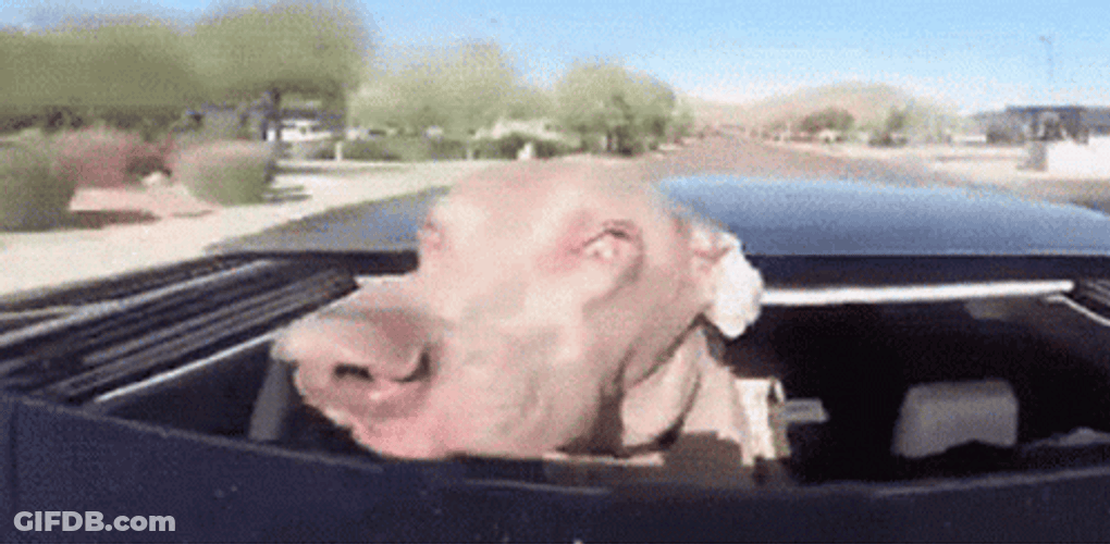 Dog Enjoy Riding In Fast Car GIF