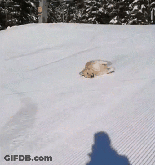 Dog Enjoying Himself While Slipping On Ice GIF