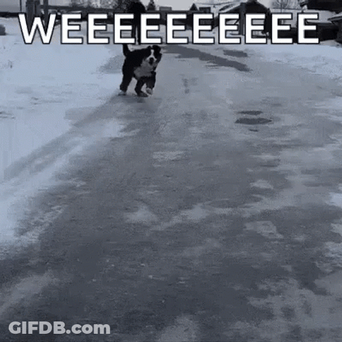 Dog Enjoys Slipping On Ice GIF