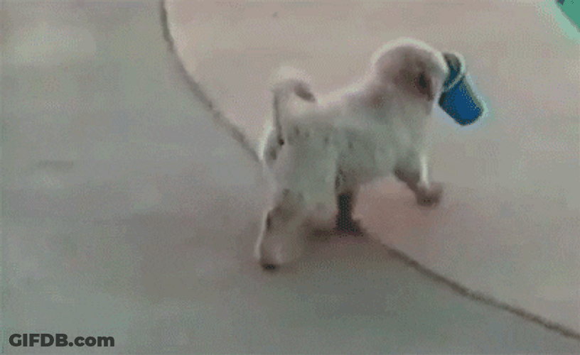 Dog Epic Fall In The Pool GIF
