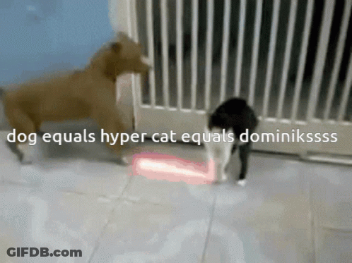 Dog Equals Hyper Cat Equals Dominikssss GIF