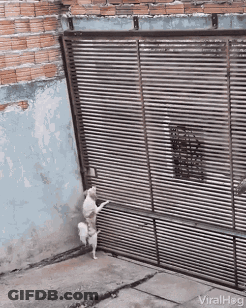 Dog Escaping Dog GIF