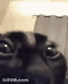 Dog Eyes Close Up GIF