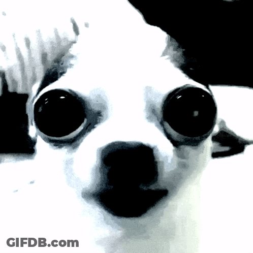 Dog Eyes Close Up GIF