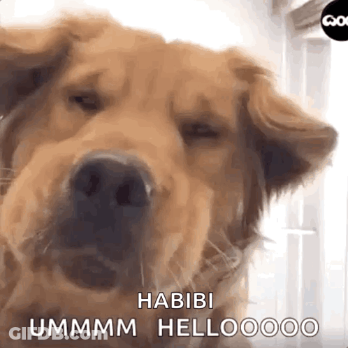 Dog Eyes Closed Habibi Ummm Hellooooo GIF