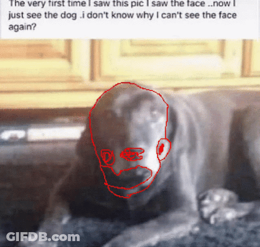 Dog Face Change Optical Illusion GIF