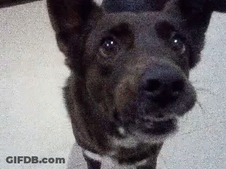Dog Face Close Up GIF