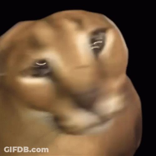 Dog Face Close Up Black Background GIF