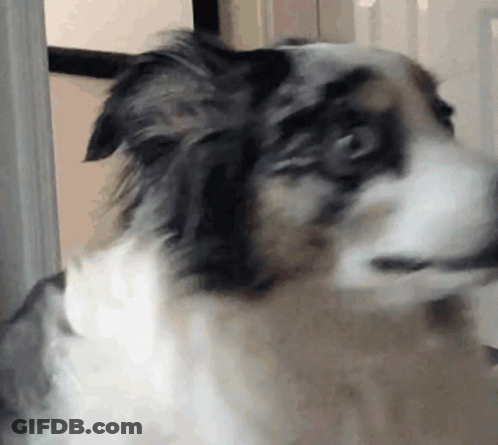 Dog Face Close Up GIF