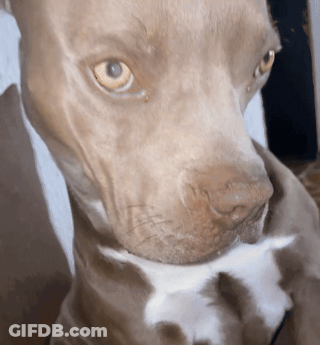 Dog Face Close Up With White Collar GIF