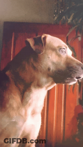 Dog Face Close Up GIF