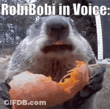 Dog Face Close Up GIF