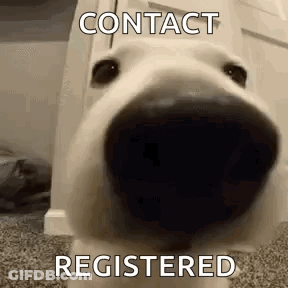 Dog Face Contact Registered GIF