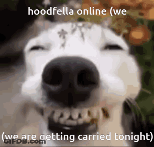 Dog Face Hoodfella Online We Are Getting Carried Tonight GIF