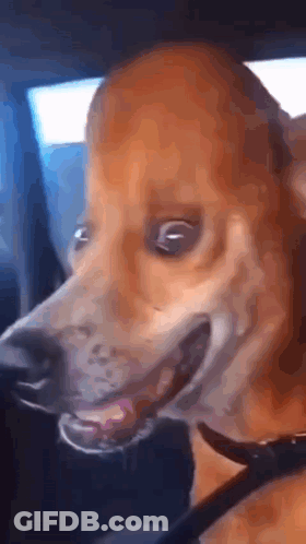 Dog Face In Car Mouth Open GIF