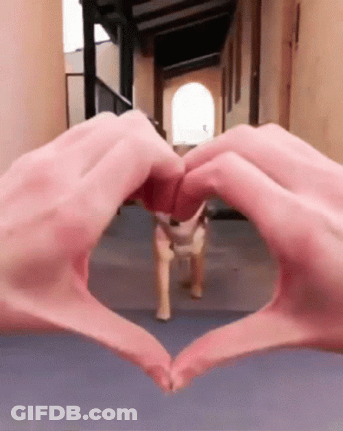 Dog Face Pop Inside Heart Hands GIF