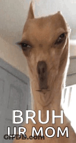 Dog Face Saying Bruh Ur Mom GIF