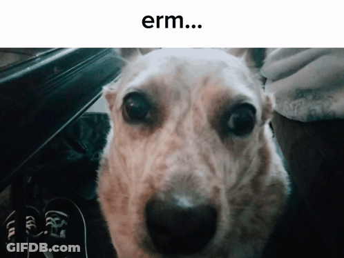Dog Face Saying Erm GIF