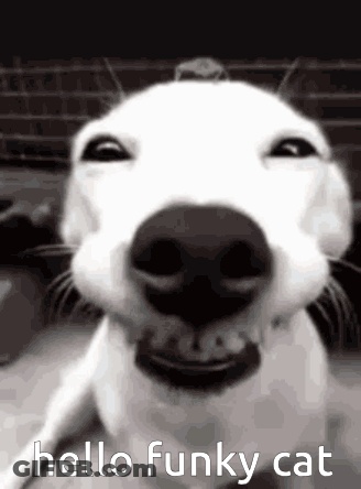 Dog Face Saying Hello Funky Cat GIF