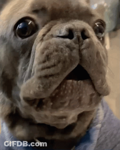 Dog Face With Blue Collar GIF