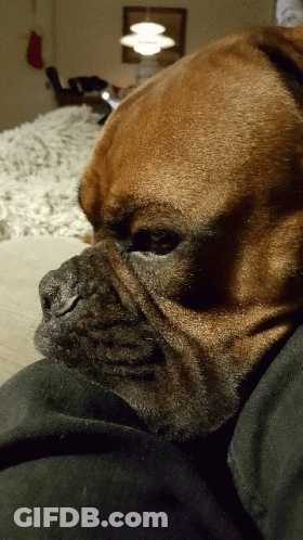 Dog Face With Christmas Stocking GIF