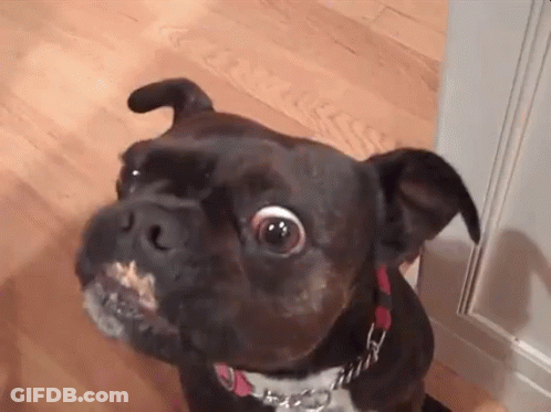 Dog Face With Collar A GIF