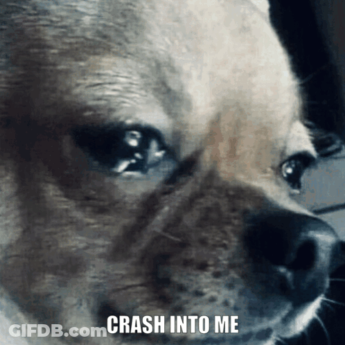 Dog Face With Crash Into Me GIF