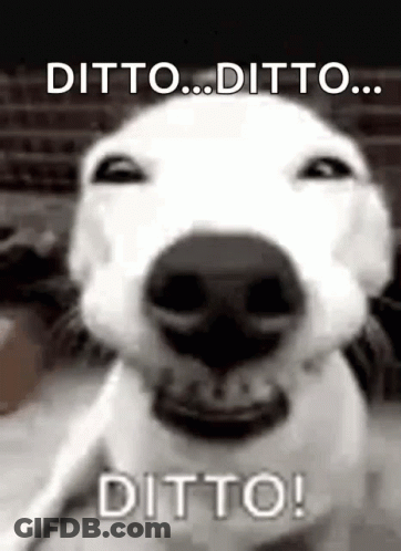 Dog Face With Ditto Ditto Ditto GIF