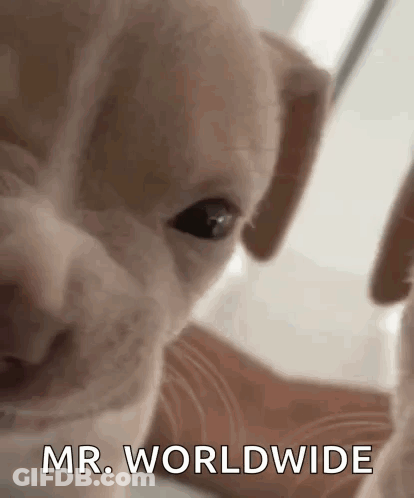 Dog Face With Mr. Worldwide Text GIF
