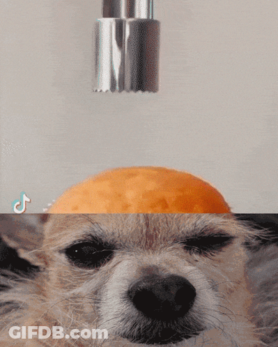 Dog Face With Orange Being Peeled On Top GIF