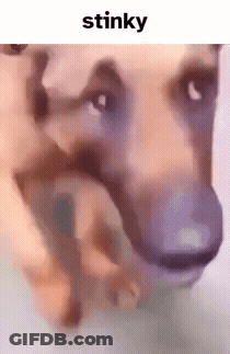Dog Face With Stinky GIF