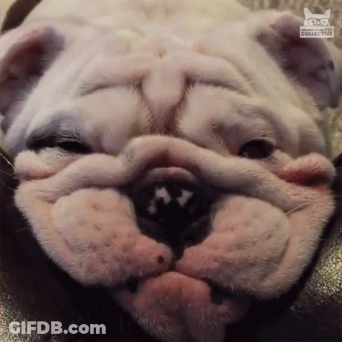 Dog Face With Word Collective GIF