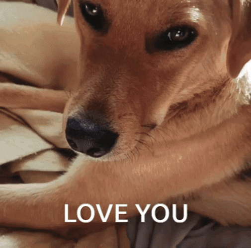 Dog Face Zoomed In Love You GIF