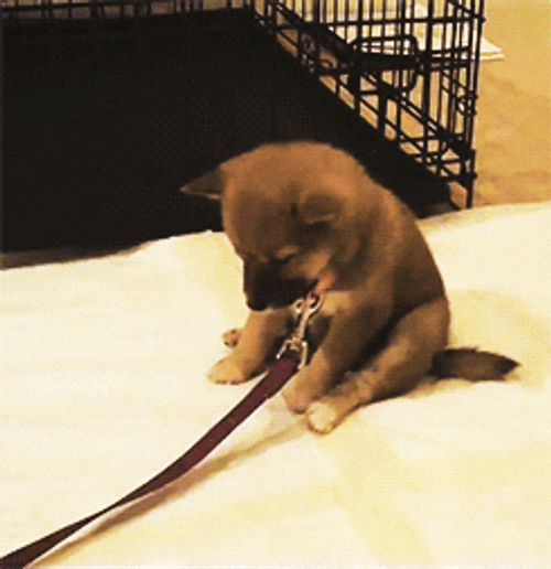 Dog Falling Asleep GIF