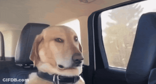 Dog Falling Asleep In Car GIF