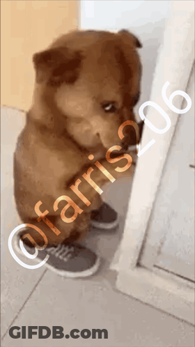 Dog Farris 06 GIF