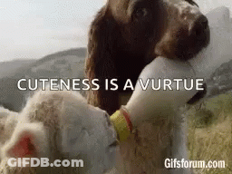 Dog Feeding Baby Sheep Milk GIF