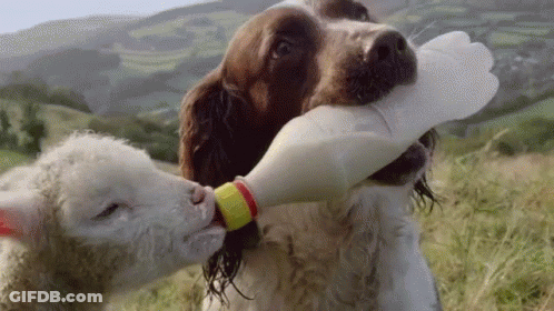 Dog Feeding Lamb From Bottle GIF