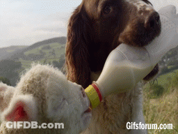 Dog Feeding Sheep Bottle Of Milk GIF