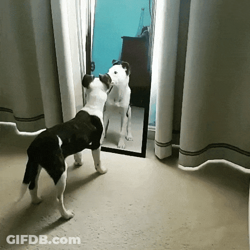 Dog Figure It Out In The Mirror GIF