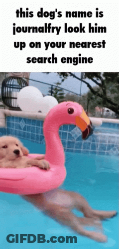 Dog Floating In Pink Flamingo Float GIF
