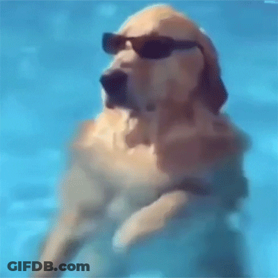 Dog Floating In Pool With Sunglasses GIF