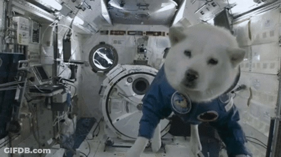 Dog Floating In Space Gravity GIF