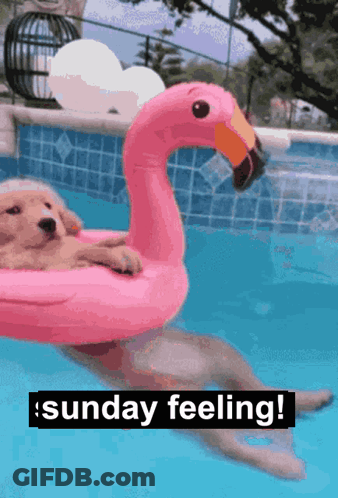 Dog Floating On Pink Flamingo GIF
