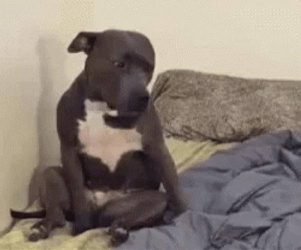 Dog Flop To Sleep GIF