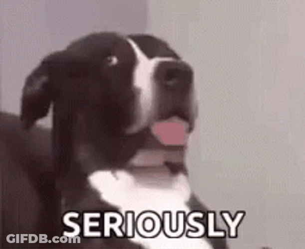 Dog For Real Seriously GIF