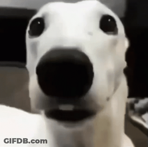 Dog Freeze To Death GIF