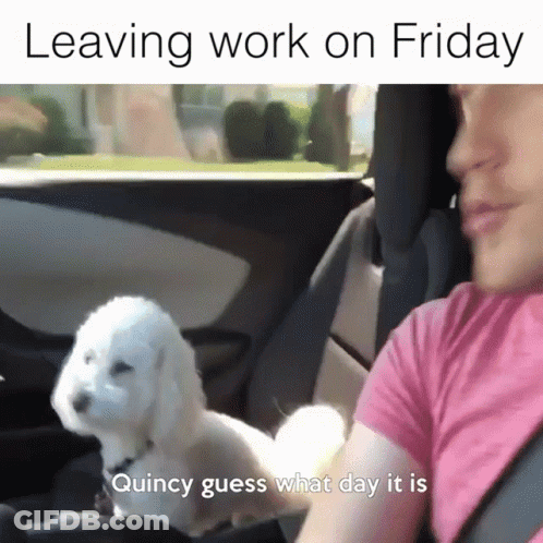 Dog Friday GIF