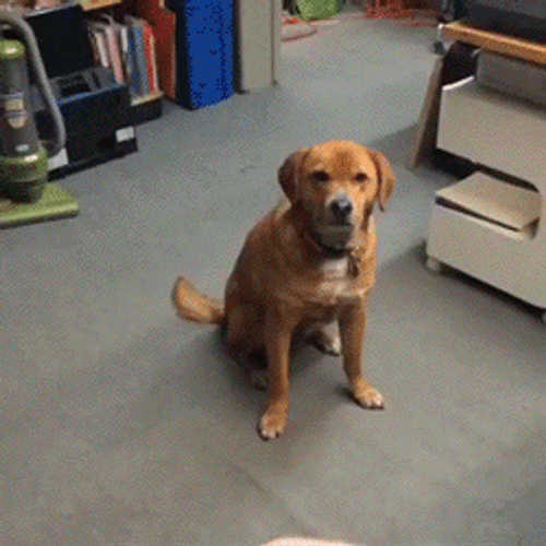 Dog Frisbee Playtime GIF