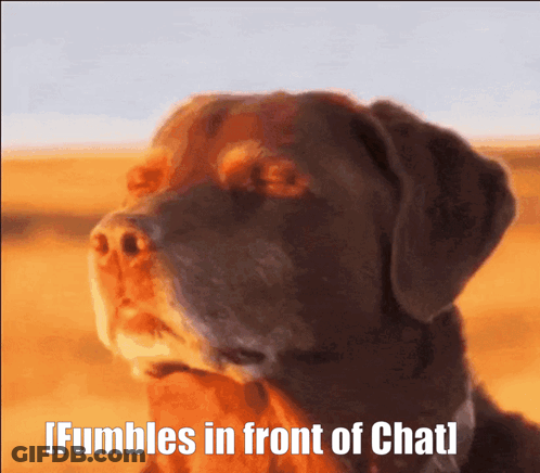 Dog Fumbles In Front Of Chat GIF